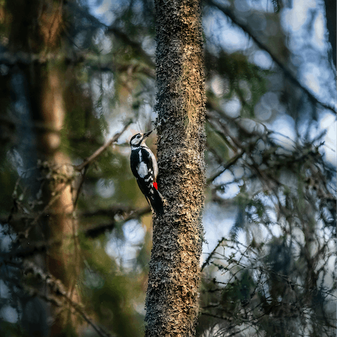Bring your binoculars and enjoy birdwatching in the local area