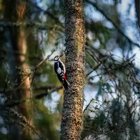Bring your binoculars and enjoy birdwatching in the local area