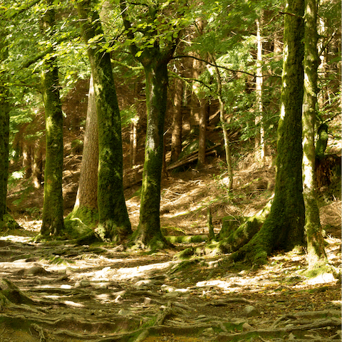 Stroll through the two-and-a-half acres of private woodlands that surround the home