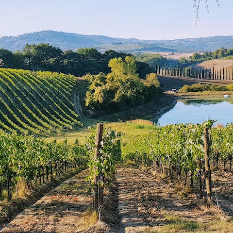Taste the crisp wines of the beautiful vineyards