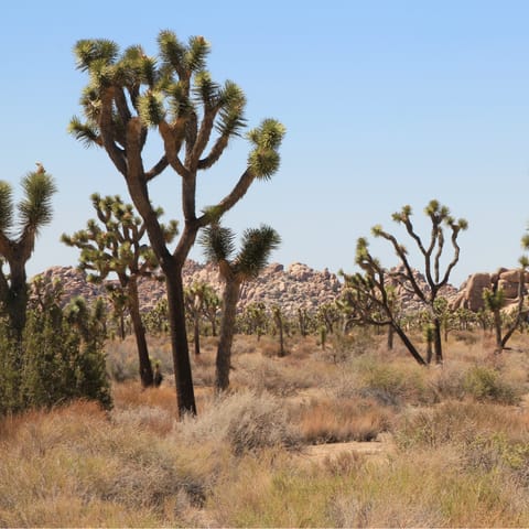 Explore Joshua Tree National Park, just a fifteen-minute drive away