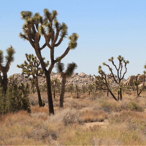 Explore Joshua Tree National Park, just a fifteen-minute drive away