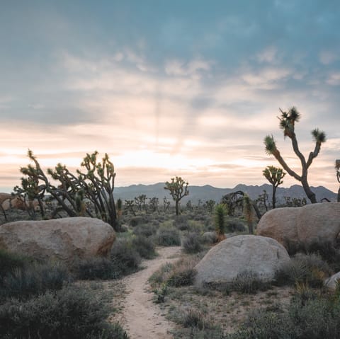 Hike Joshua Tree National Park, a twenty-five minute drive away