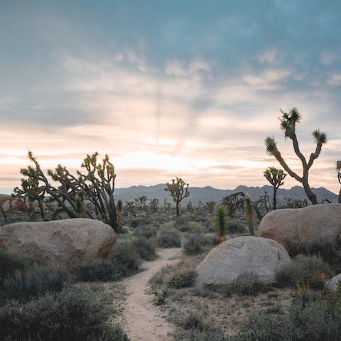 Hike Joshua Tree National Park, a twenty-five minute drive away