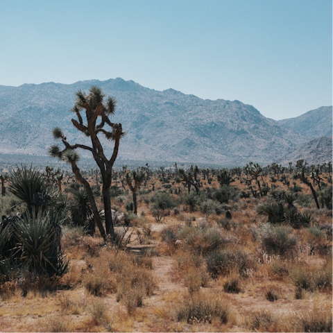 Stay in Yucca Valley, 12 miles from the entrance to Joshua Tree National Park