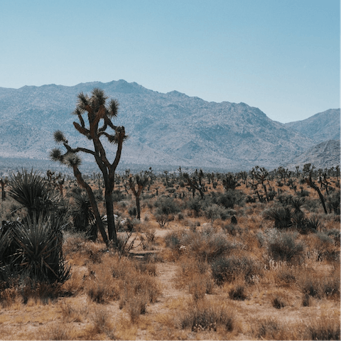 Stay in Yucca Valley, 12 miles from the entrance to Joshua Tree National Park
