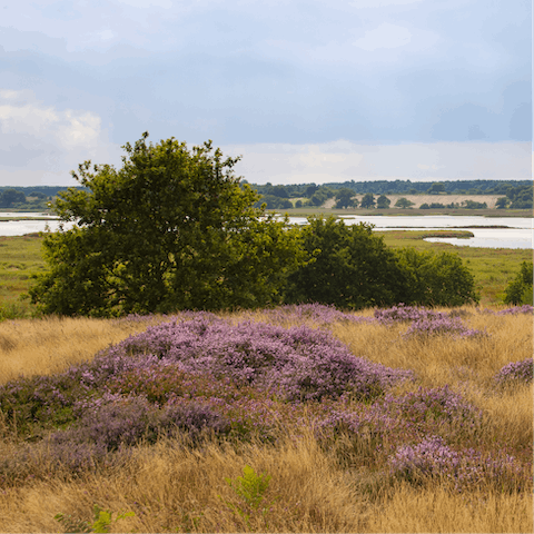 Take a drive to explore the nearby Suffolk Coast & Heaths AONB – forty minutes away