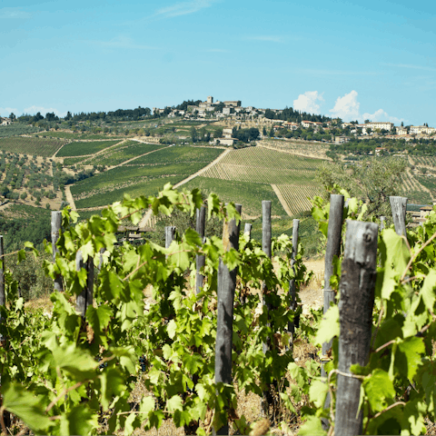 Hike through picturesque vineyards and olive groves