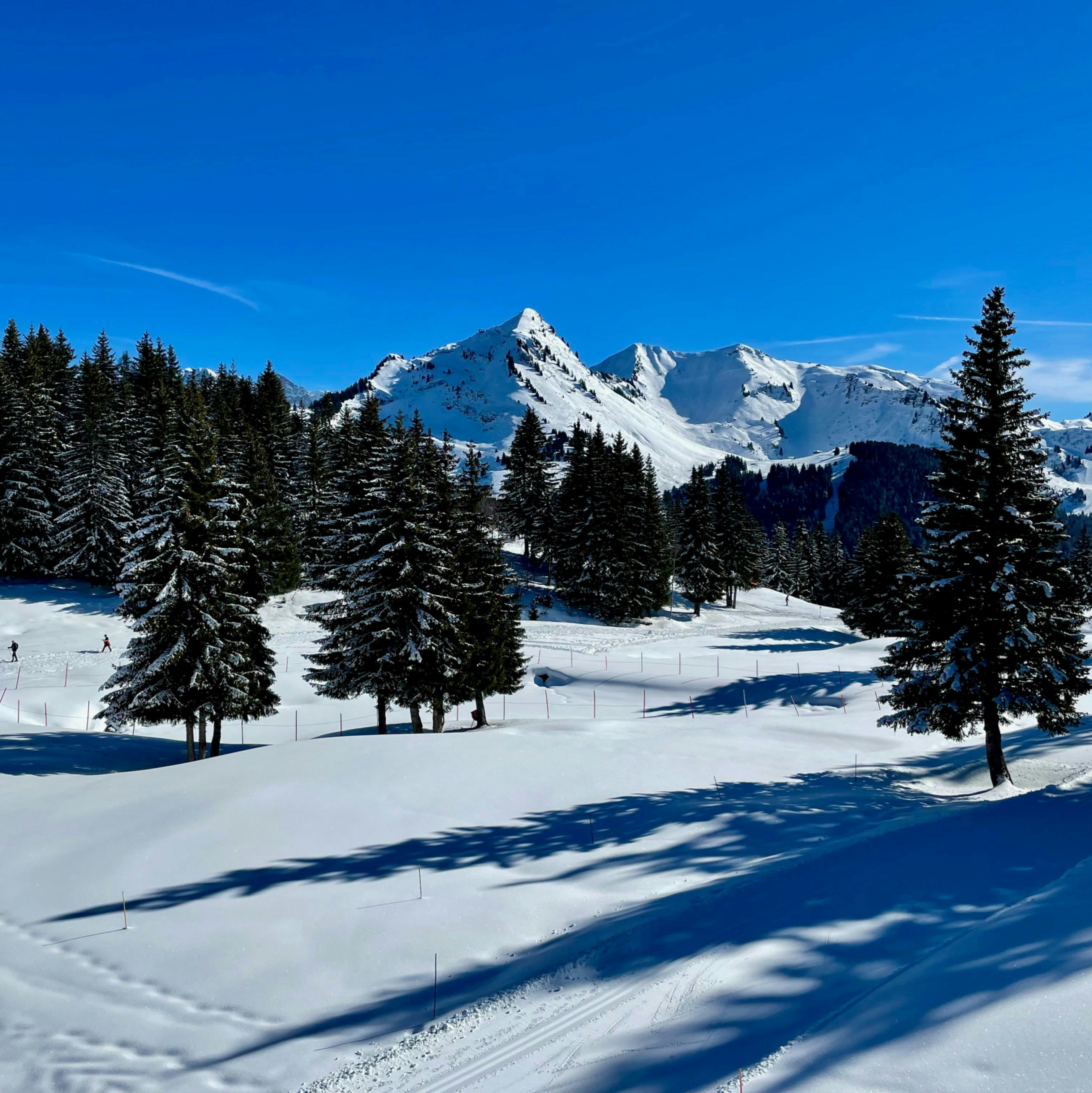 Alpine Essence