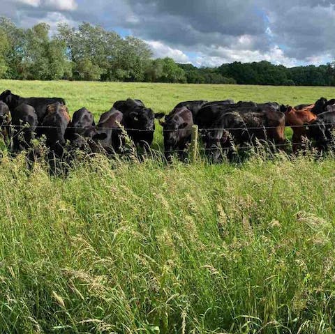 Make friends with the locals