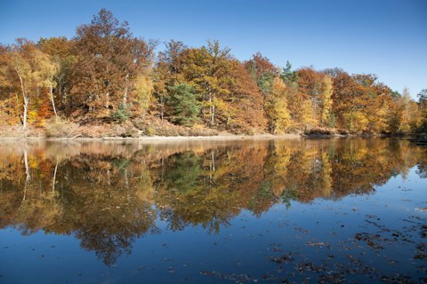 Roam one of France's largest royal forests, rich in wildlife and ancient oak groves