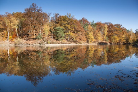 Roam one of France's largest royal forests, rich in wildlife and ancient oak groves