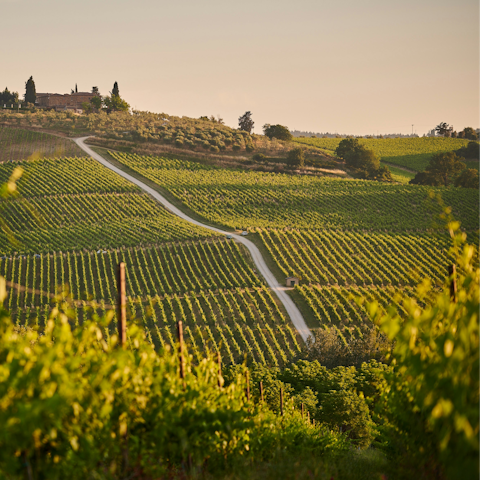 Take your pick from surrounding vineyards to taste the region’s finest wines