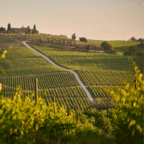 Take your pick from surrounding vineyards to taste the region’s finest wines