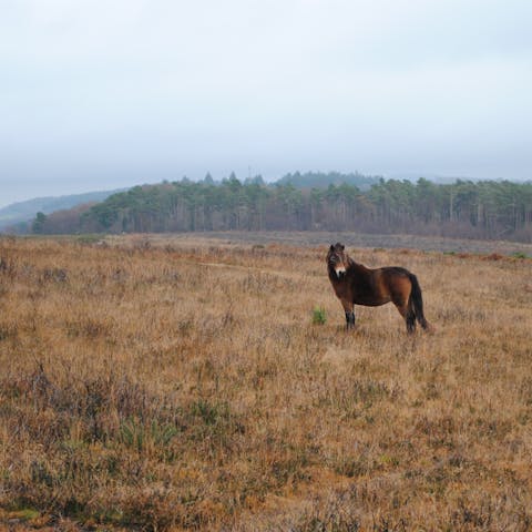 Explore the high moors, tree-lined valleys and winding rivers of nearby Exmoor National Park, just a few miles away