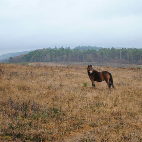 Explore the high moors, tree-lined valleys and winding rivers of nearby Exmoor National Park, just a few miles away