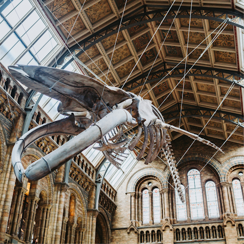 Spend an afternoon exploring the Natural History Museum