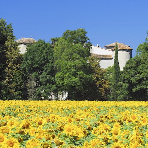 Explore fields of sunflowers