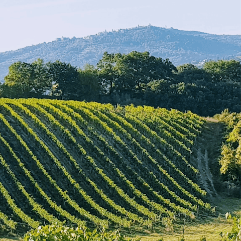 Spend a day in the vineyards, sampling world-famous wines