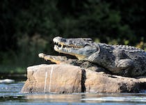 Experience the Crocodiles of the World