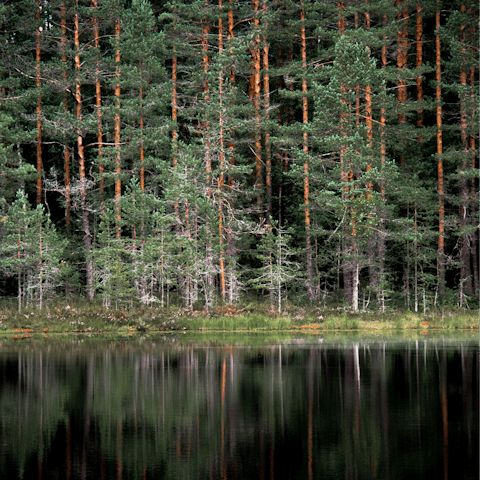 Indulge in a little  Finnish forest bathing