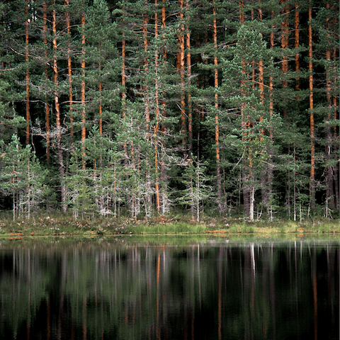Indulge in a little Finnish forest bathing