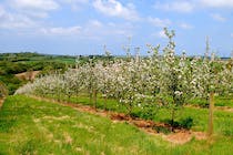 Taste and Learn at Haywood Farm Cider