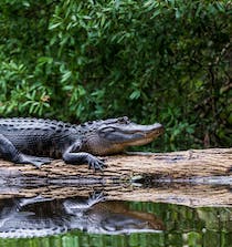 Experience an Exciting Everglades Adventure