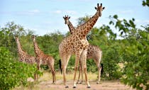 Explore the Wild at San Diego Zoo Safari Park