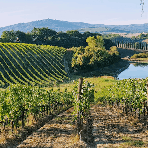 Explore Tuscany' vineyards and sample local wines