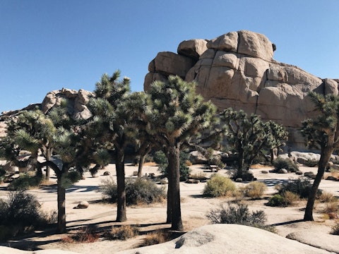 Hike through Joshua Tree National Park, a twenty-three-minute drive