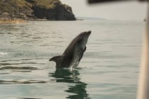 Experience Dolphin Watching on New Quay Boat Trips