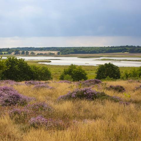 Explore the stunning Suffolk coast and heathlands