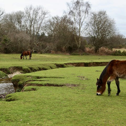 Meet your neighbours in the surrounding heathlands