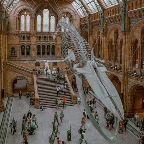 Discover 70 million specimens in the Natural History Museum, a thirty-minute bus ride away