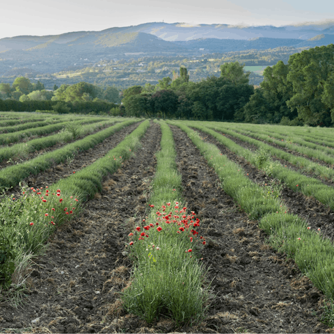Explore tranquil vineyards in Luberon