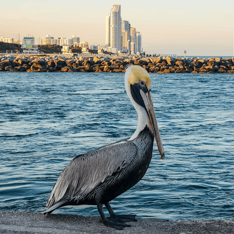 Check out the local wildlife at nearby Bal Harbour