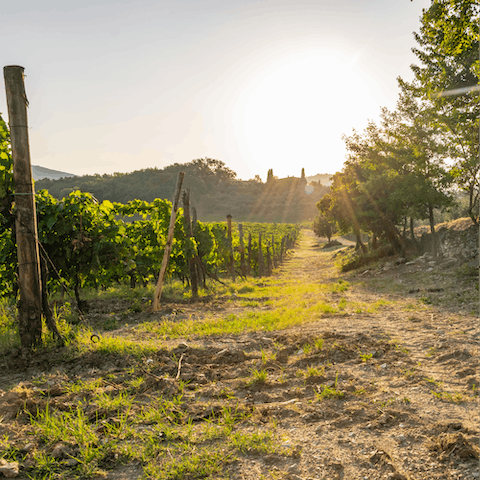 Go for a walk in the Chianti countryside with its vineyards and forests, or head to the town of Gaiole, a twenty-minute drive away
