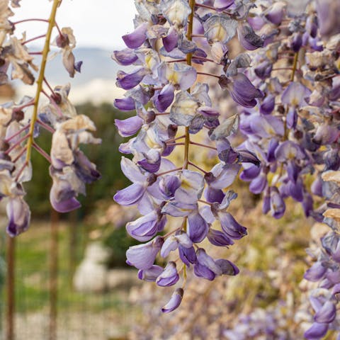 Stroll around the garden in spring and take in the scent of the wisterias