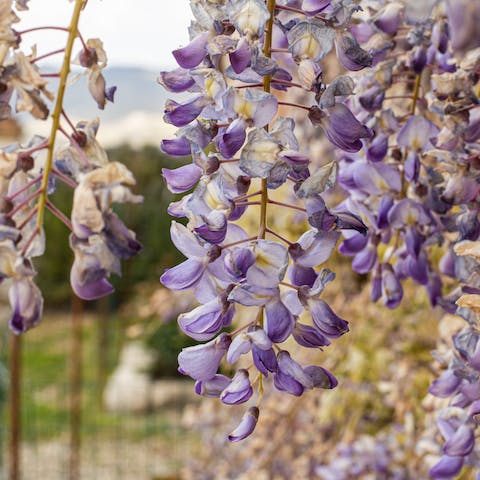Stroll around the garden in spring and take in the scent of the wisterias