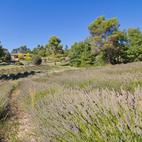 Take a walk through the fragrant lavender field behind the house