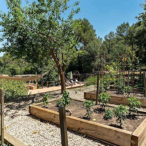 Use ingredients from the vegetable garden to cook up a hearty feast