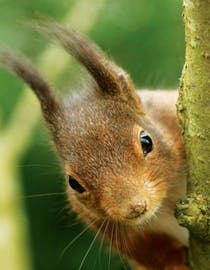 Explore the British Wildlife Centre