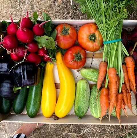 Pick organic veg from the farm between April and October