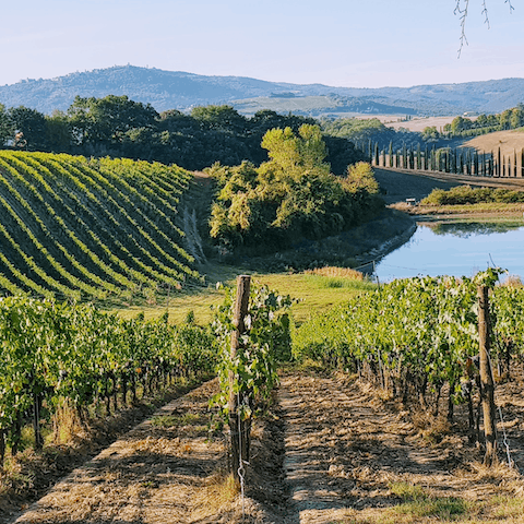 Visit one of Tuscany's many vineyards for a tour or tasting