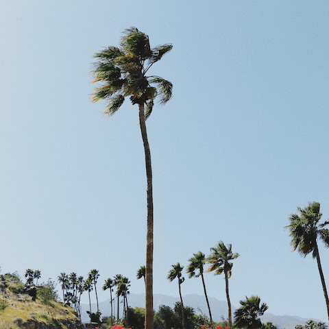 Wander through exciting downtown Palm Springs