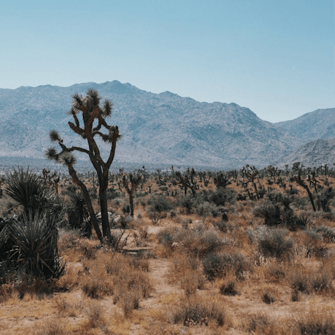 Explore beautiful Joshua Tree National Park