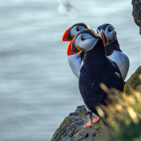 Book a boat trip to Farne Islands from Seahouses Harbour, just a short stroll away