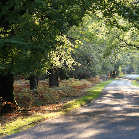 Explore the unspoilt woodland of the New Forest national park