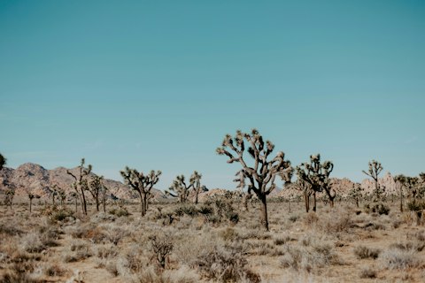 Head to Joshua Tree National Park for excellent hiking, one mile away